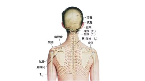 脖子下面的骨頭|脖子后面凸起一块，是不是颈椎出问题了？